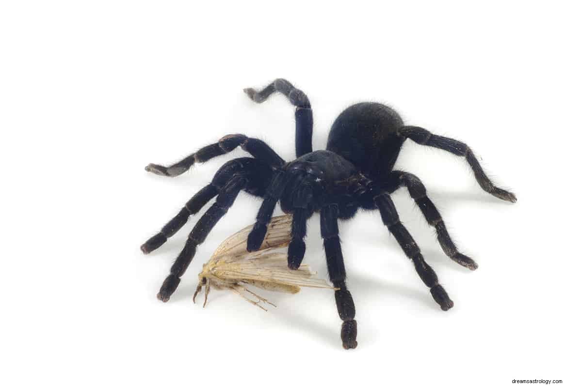 Hvad vil det sige at drømme om en sort edderkop? 