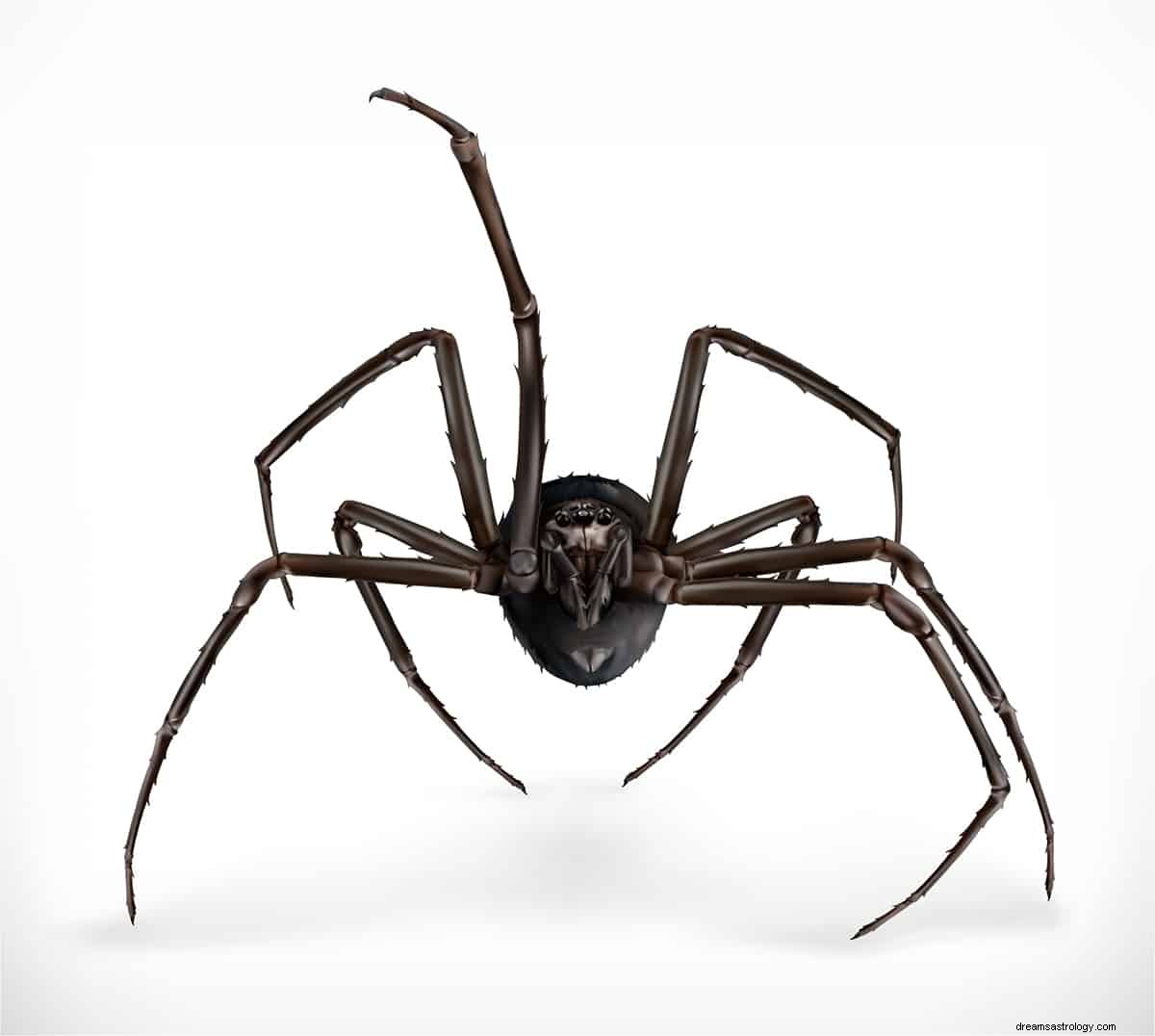 Hva betyr det å drømme om en svart edderkopp? 