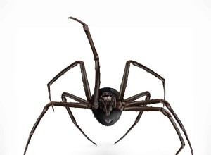 ¿Qué significa soñar con una araña negra? 