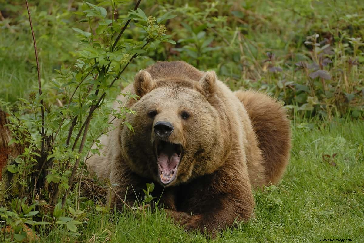 Hvad vil det sige at drømme om et bjørneangreb? 