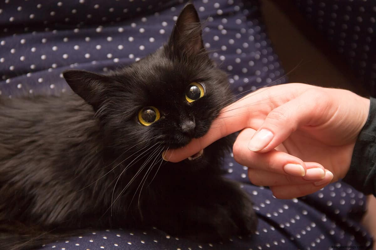 Vad betyder det att drömma om en svart katt? 