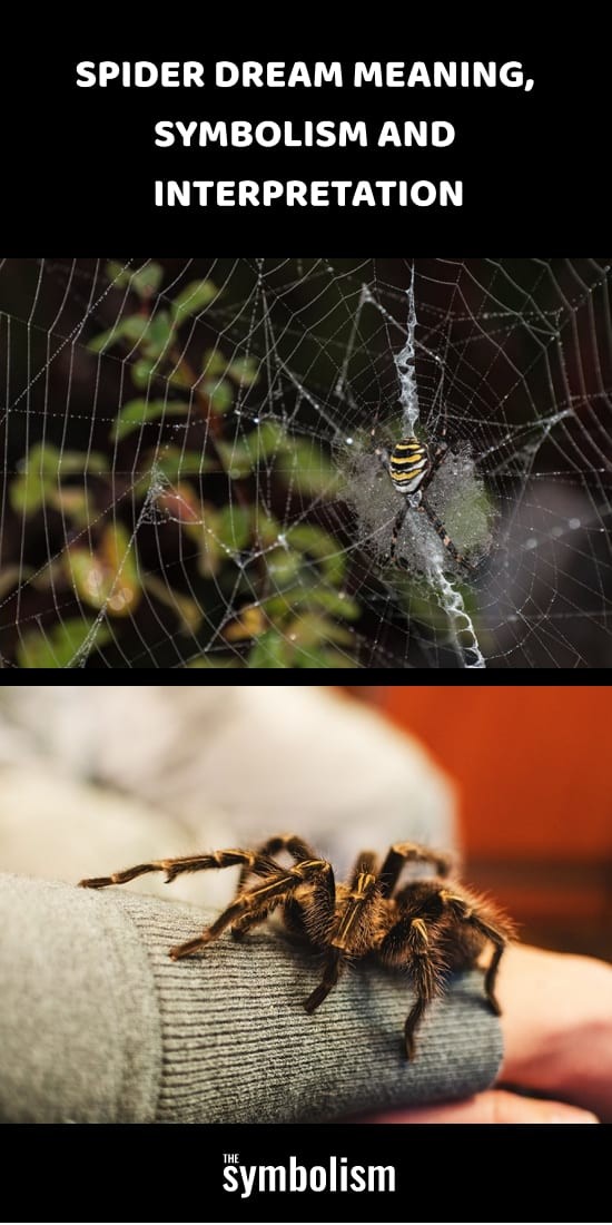 Significado, simbolismo e interpretação dos sonhos de aranha 