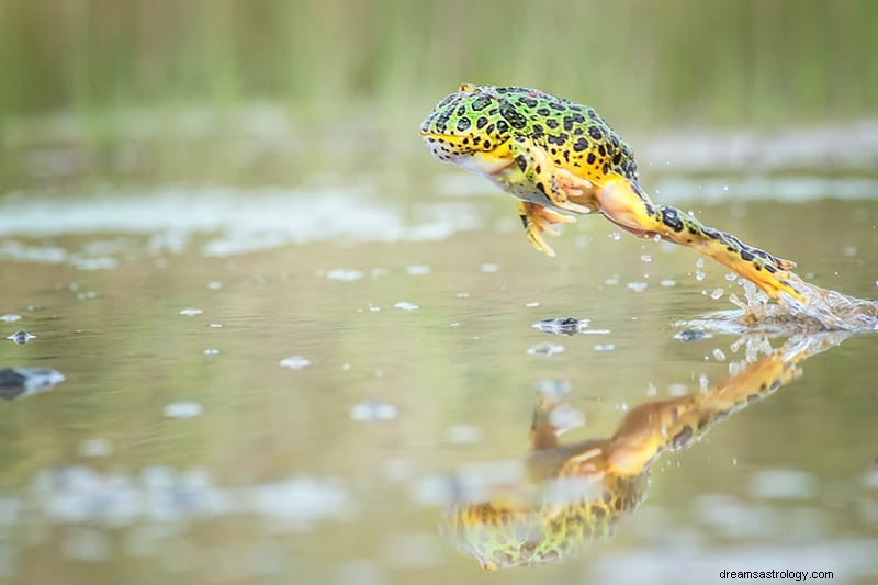 Signification et interprétation des rêves de grenouille 