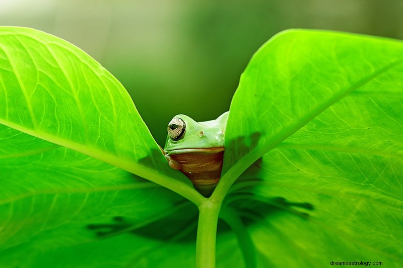 Bedeutung und Interpretation von Froschträumen 