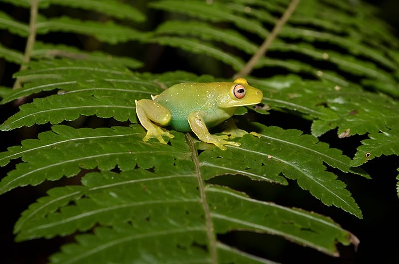 Arti &Tafsir Mimpi Katak 