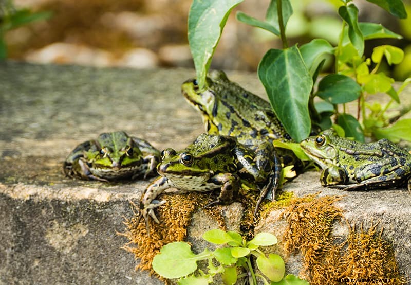 Signification et interprétation des rêves de grenouille 