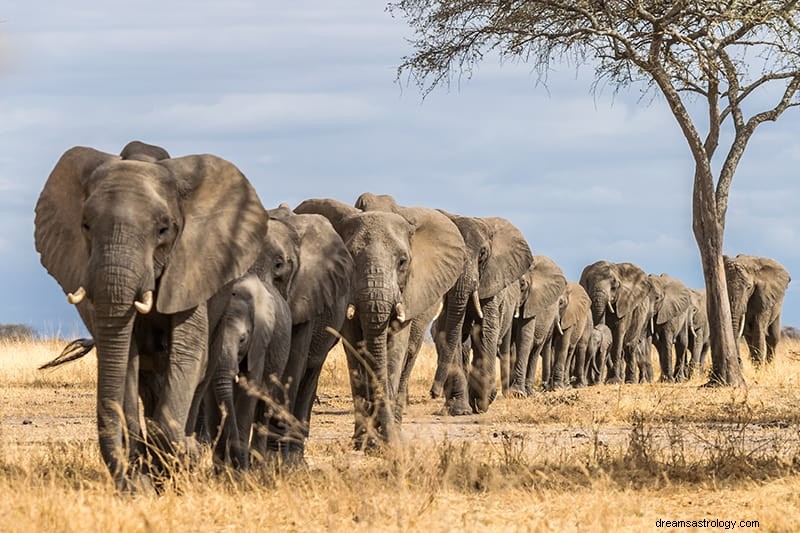 Drømmetydning og betydninger af elefanter 