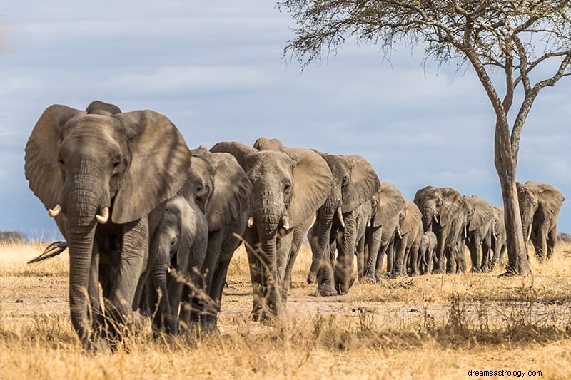 Interpretazione e significati dei sogni di elefante 