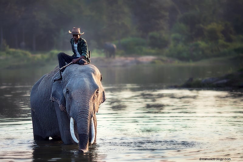 Drömtolkning och betydelser av elefanter 
