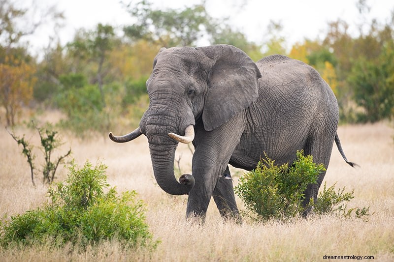 Drömtolkning och betydelser av elefanter 