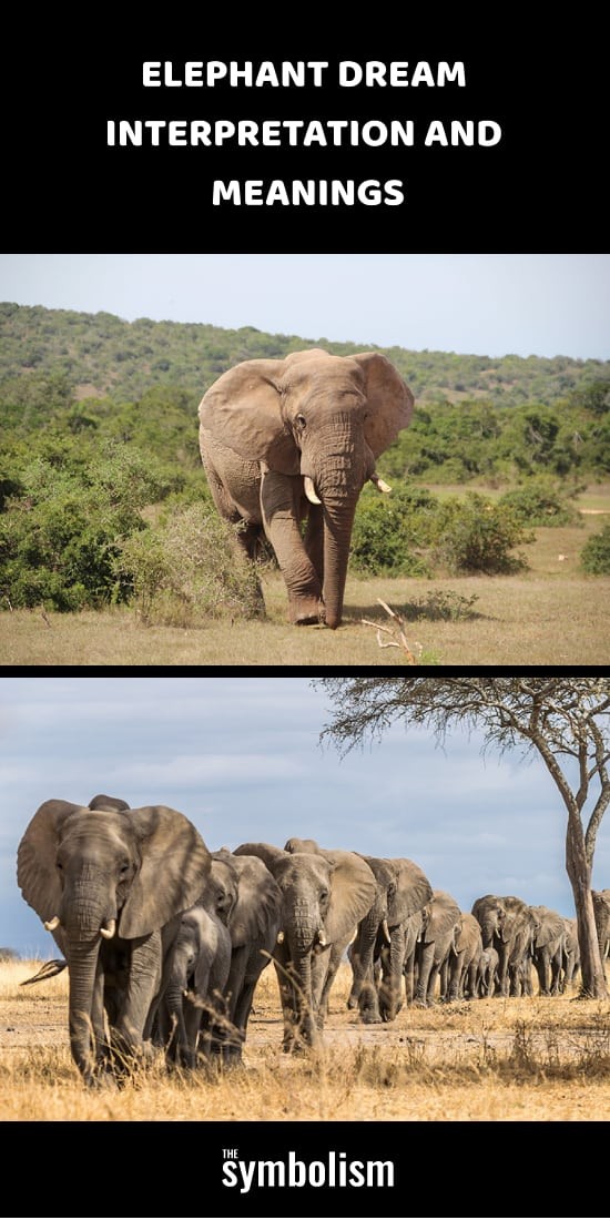 Ερμηνεία και έννοιες του ονείρου ελέφαντα 