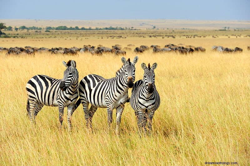 Hvad betyder det, hvis du drømmer om zebraer? 