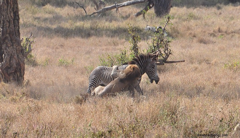 O que significa se você sonha com zebras? 