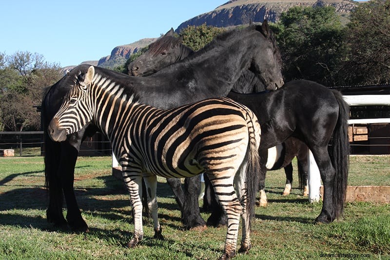 Hvad betyder det, hvis du drømmer om zebraer? 