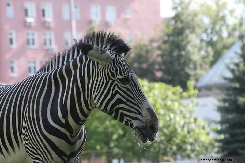 Hvad betyder det, hvis du drømmer om zebraer? 