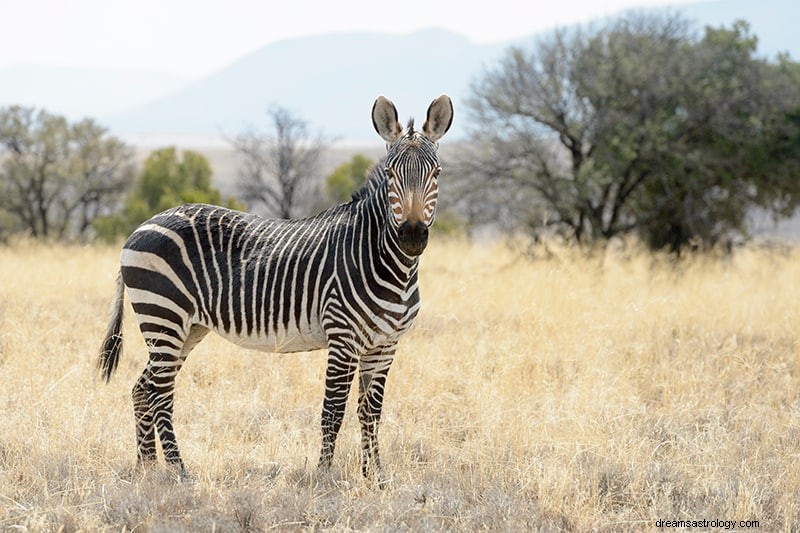 Apa Artinya Jika Anda Bermimpi Tentang Zebra? 