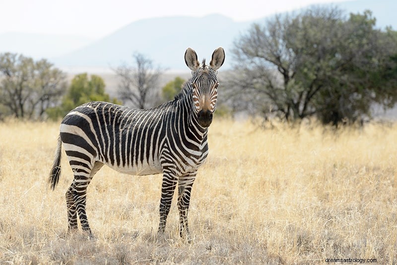 Was bedeutet es, wenn Sie von Zebras träumen? 