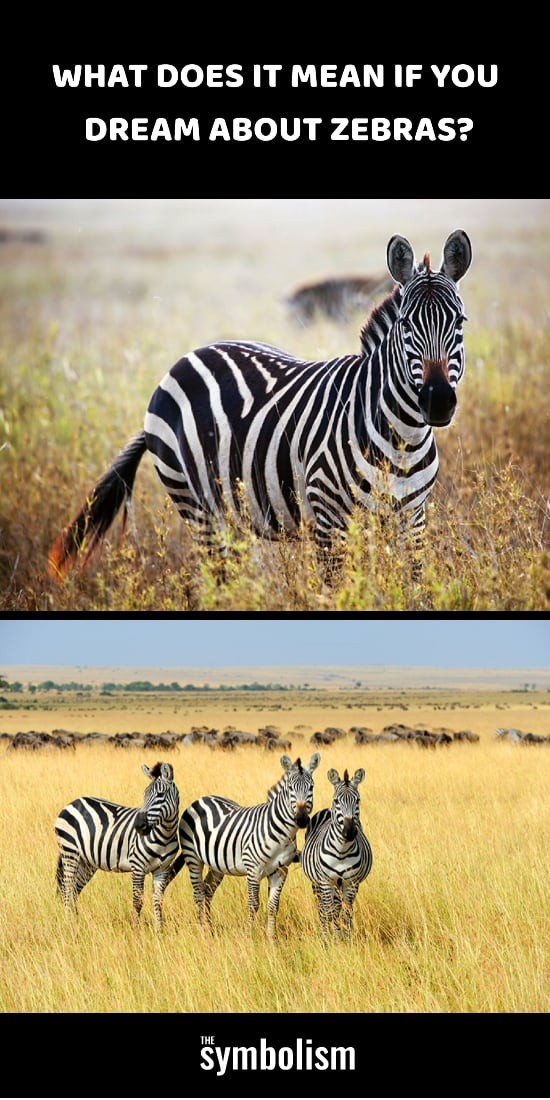 Hvad betyder det, hvis du drømmer om zebraer? 