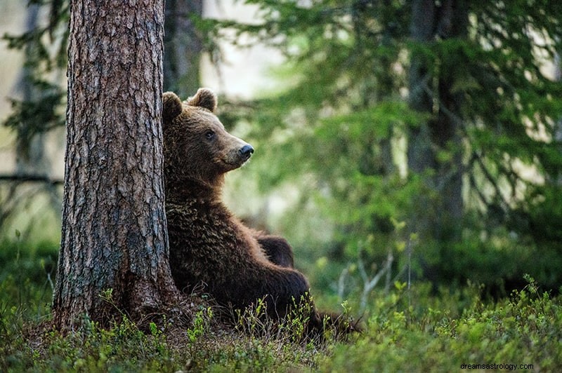 Significado e Interpretação dos Sonhos de Urso 