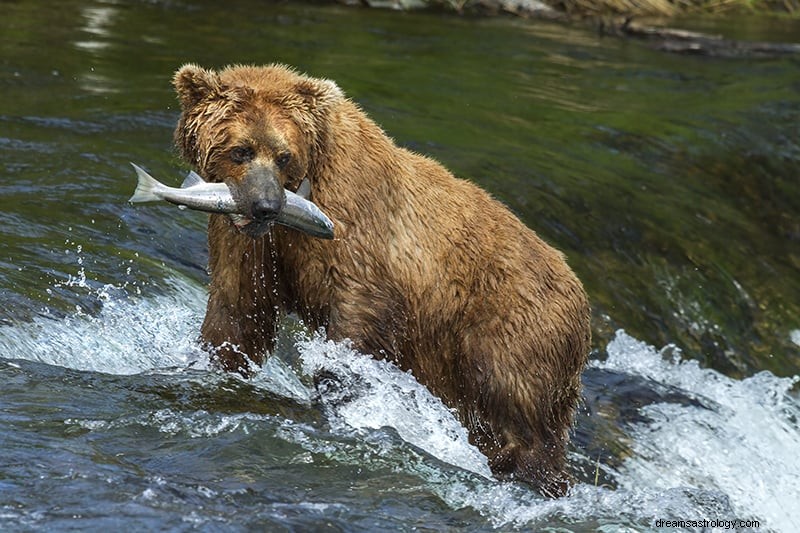 Significado e Interpretação dos Sonhos de Urso 