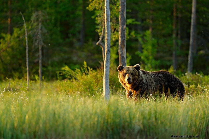 Signification et interprétation des rêves d ours 