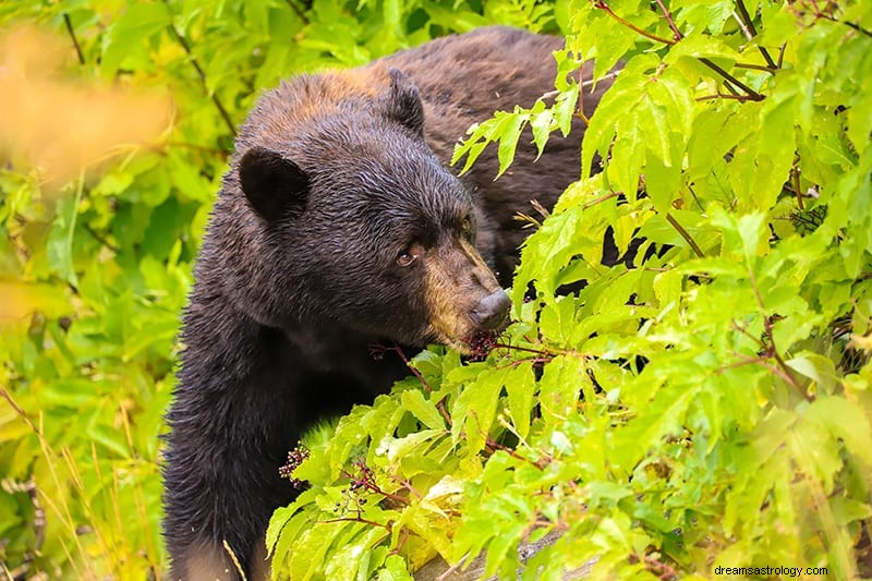 Significato e interpretazione del sogno dell orso 