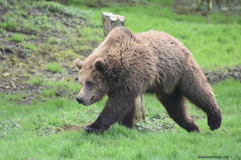 Significado e Interpretação dos Sonhos de Urso 