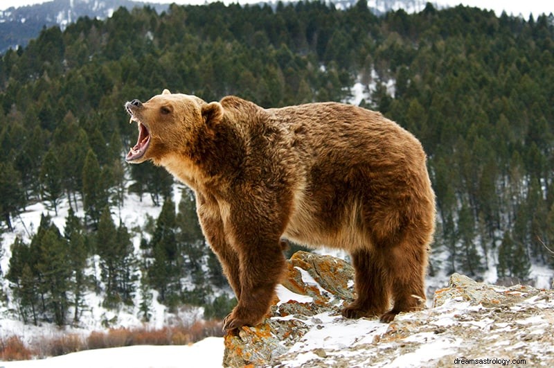 Significado e Interpretação dos Sonhos de Urso 