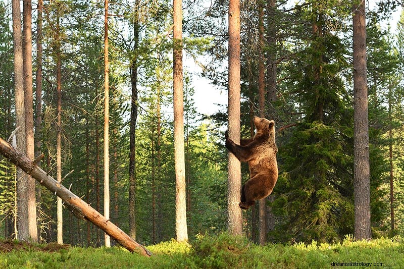 Signification et interprétation des rêves d ours 