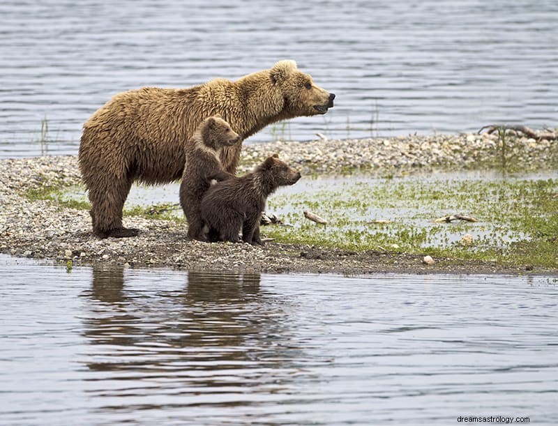 Soñar con Oso Significado e Interpretación 