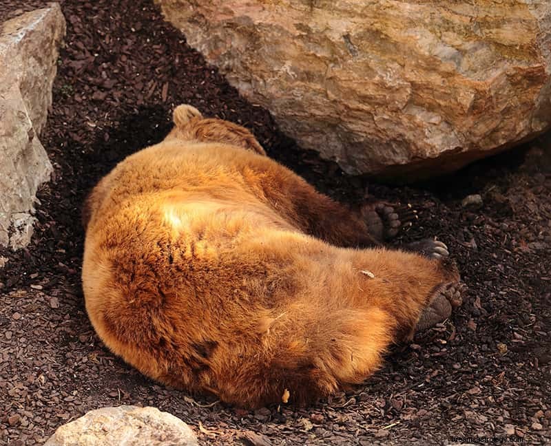 Signification et interprétation des rêves d ours 