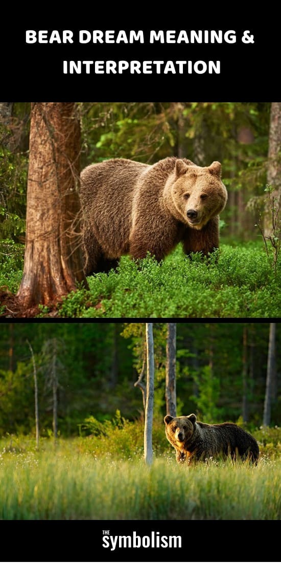 Έννοια &Ερμηνεία ονείρου αρκούδας 