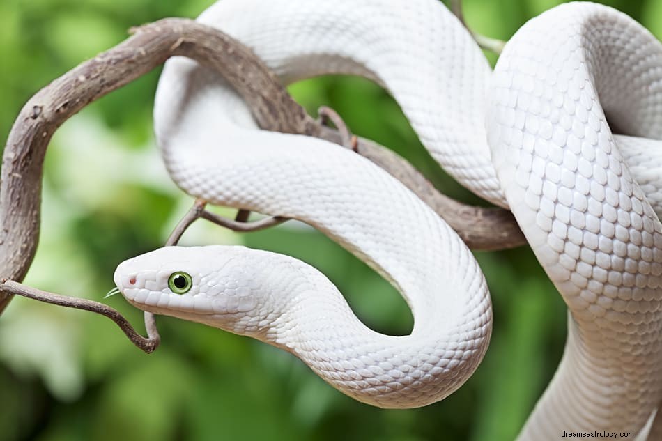 Hadí sen – výklady, významy a symbolika 