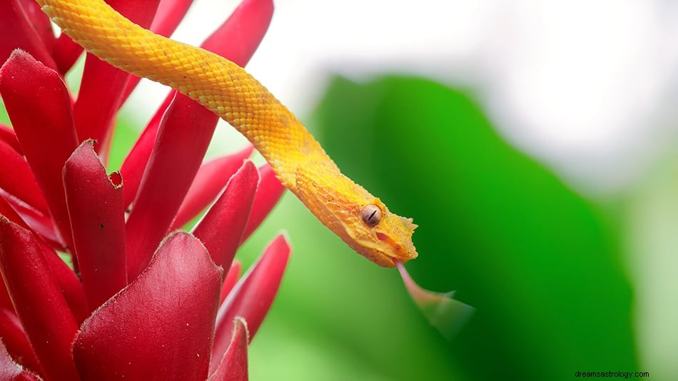 Sueño de Serpiente – Interpretaciones, Significados y Simbolismo 