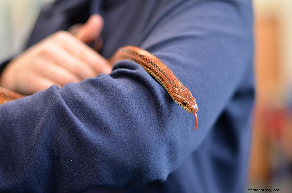 Sueño de Serpiente – Interpretaciones, Significados y Simbolismo 