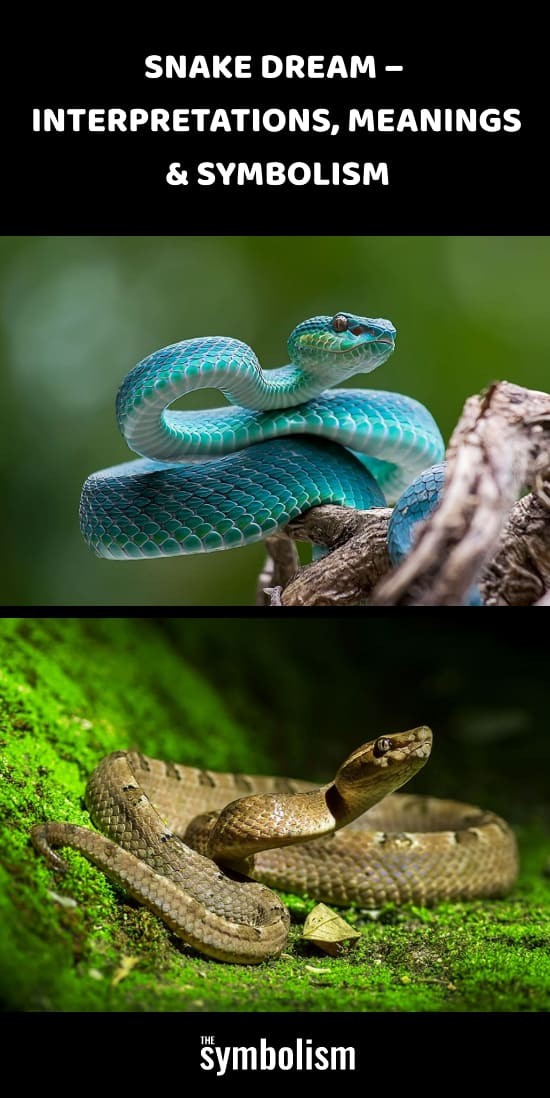 Schlangentraum – Interpretationen, Bedeutungen &Symbolik 