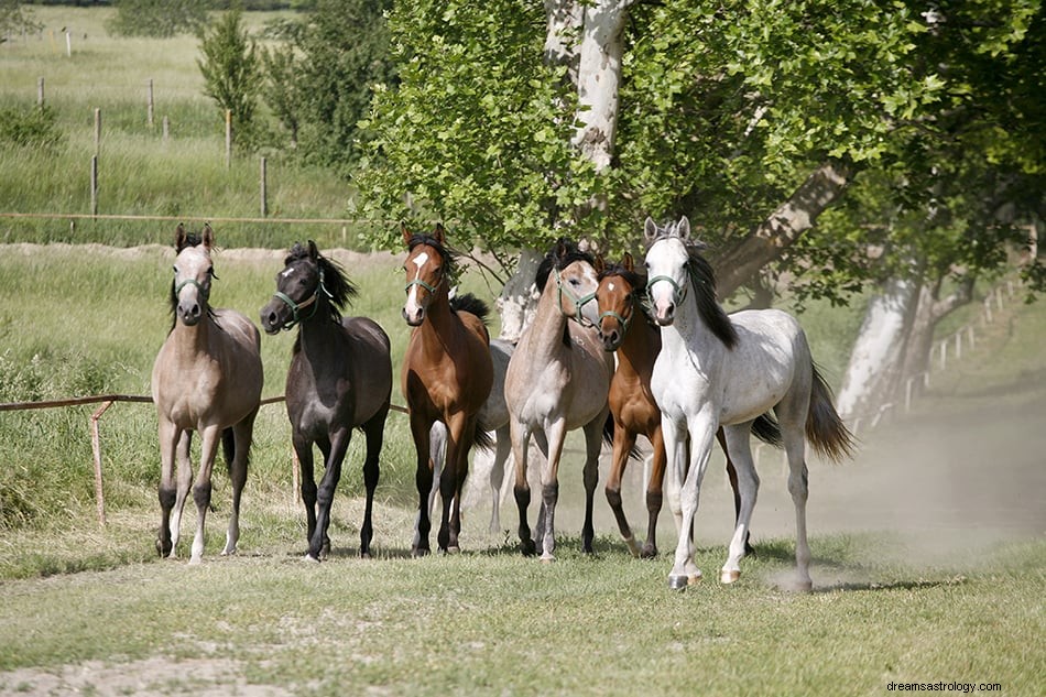 Significado e interpretação dos sonhos com cavalos 