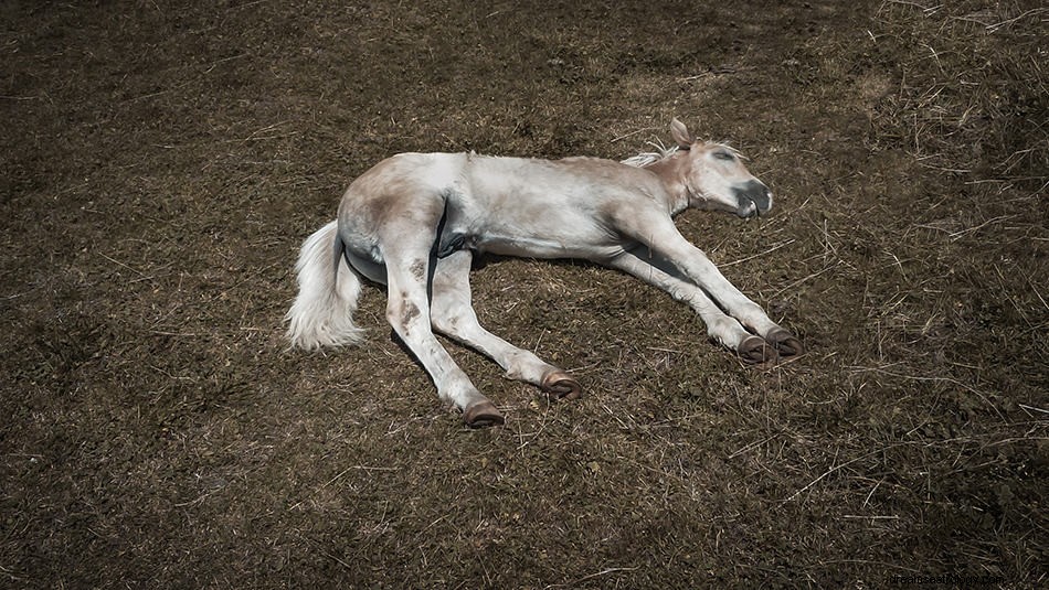 Significato e interpretazione del sogno del cavallo 