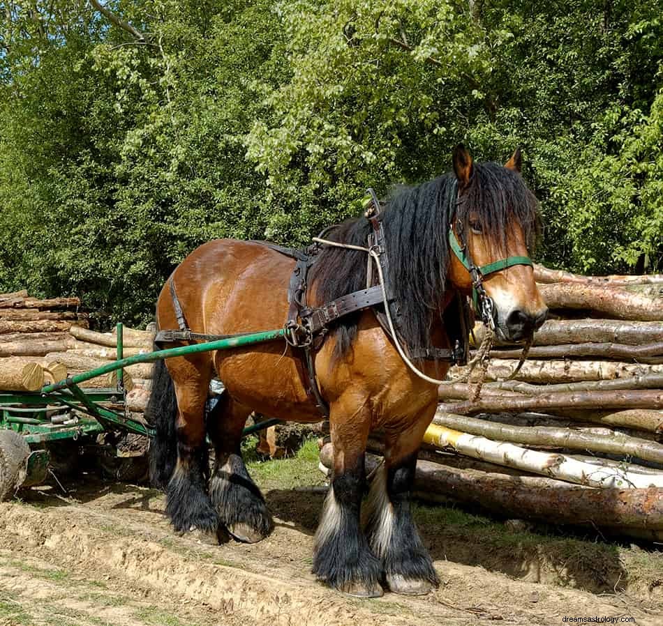 Significato e interpretazione del sogno del cavallo 