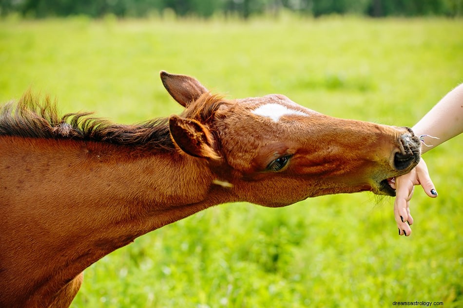 Betekenis en interpretatie van paardendromen 