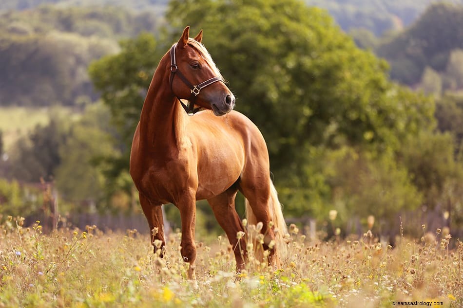 Significado e interpretação dos sonhos com cavalos 