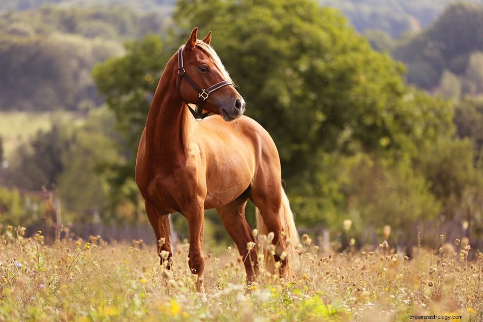 Significato e interpretazione del sogno del cavallo 