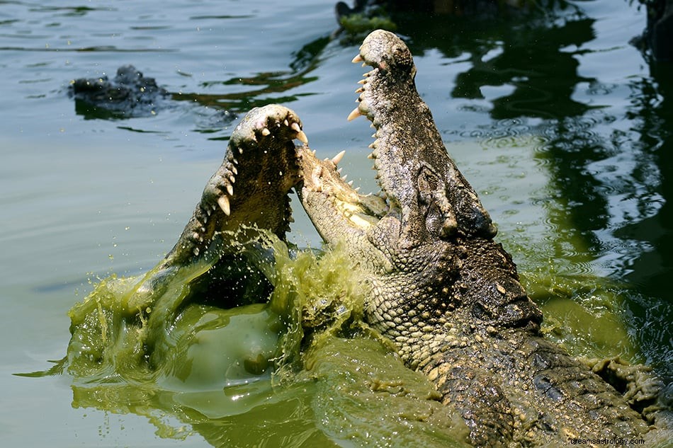 Krokodil och Alligator drömmening och tolkning 