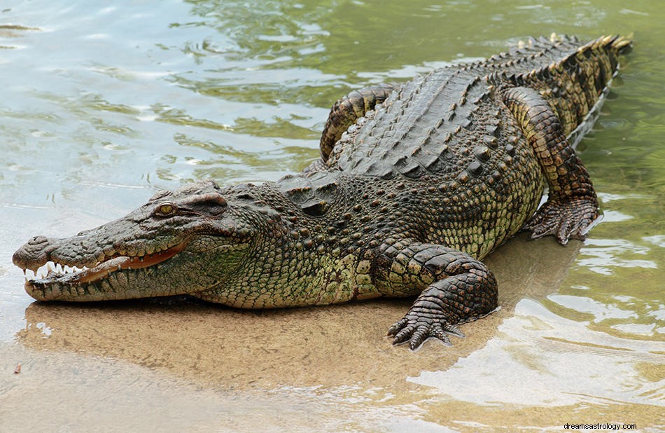 Bedeutung und Interpretation von Krokodil- und Alligatorträumen 