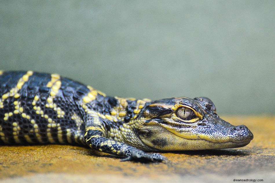 Krokodille og Alligator Drømmebetydning og fortolkning 