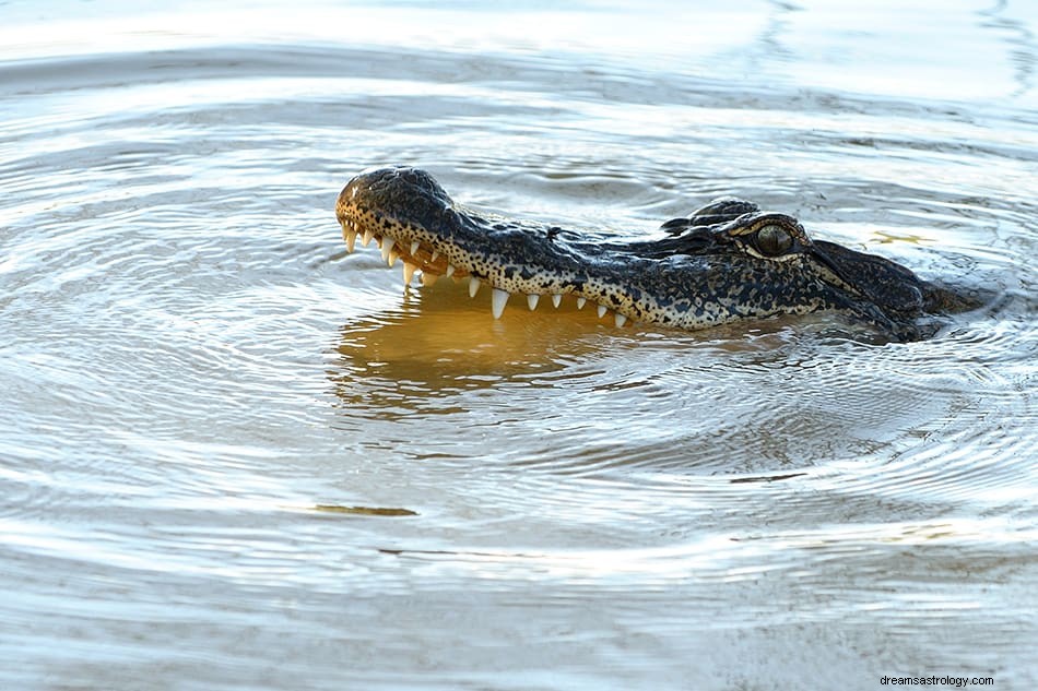 Krokodille og Alligator Drømmebetydning og fortolkning 