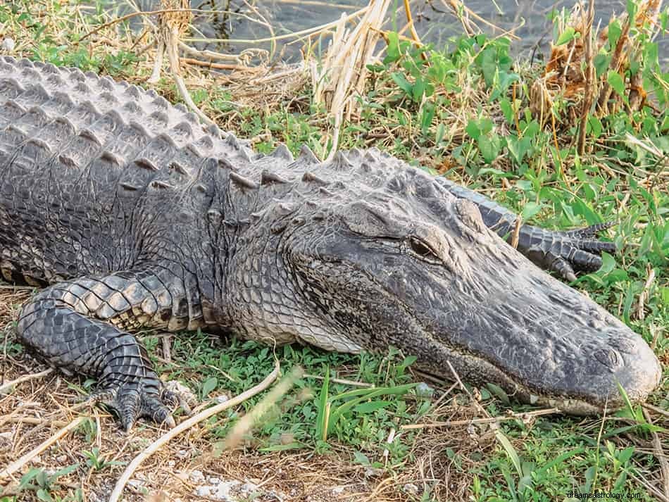 Krokodil och Alligator drömmening och tolkning 