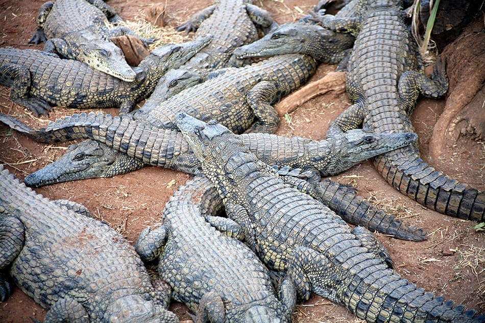 Krokodil en alligator droom Betekenis en interpretatie 