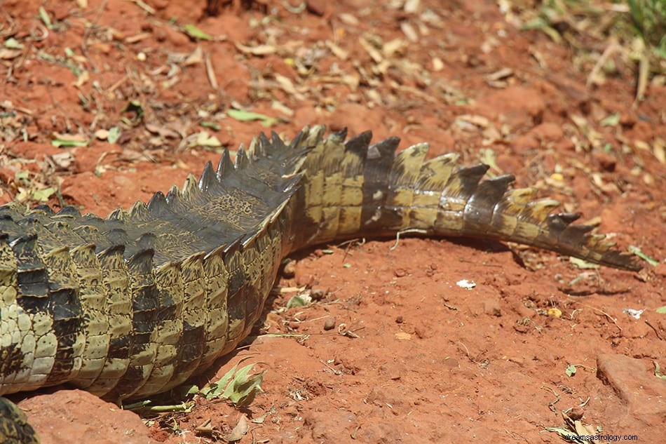 Krokodille og Alligator Drømmebetydning og fortolkning 