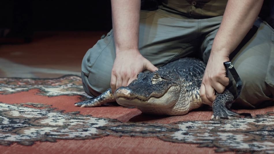 Krokodil och Alligator drömmening och tolkning 